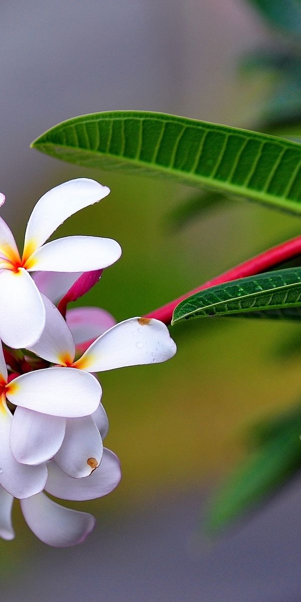 Phone wallpaper: Frangipani, Flowers, Flower, Earth free download