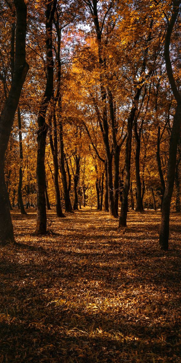 Serene Autumn Park Pathway - 4K Mobile Wallpaper for Nature Lovers