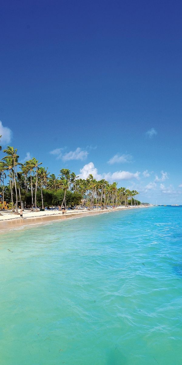 Tropical Beach Paradise with Clear Waters and Lush Palms