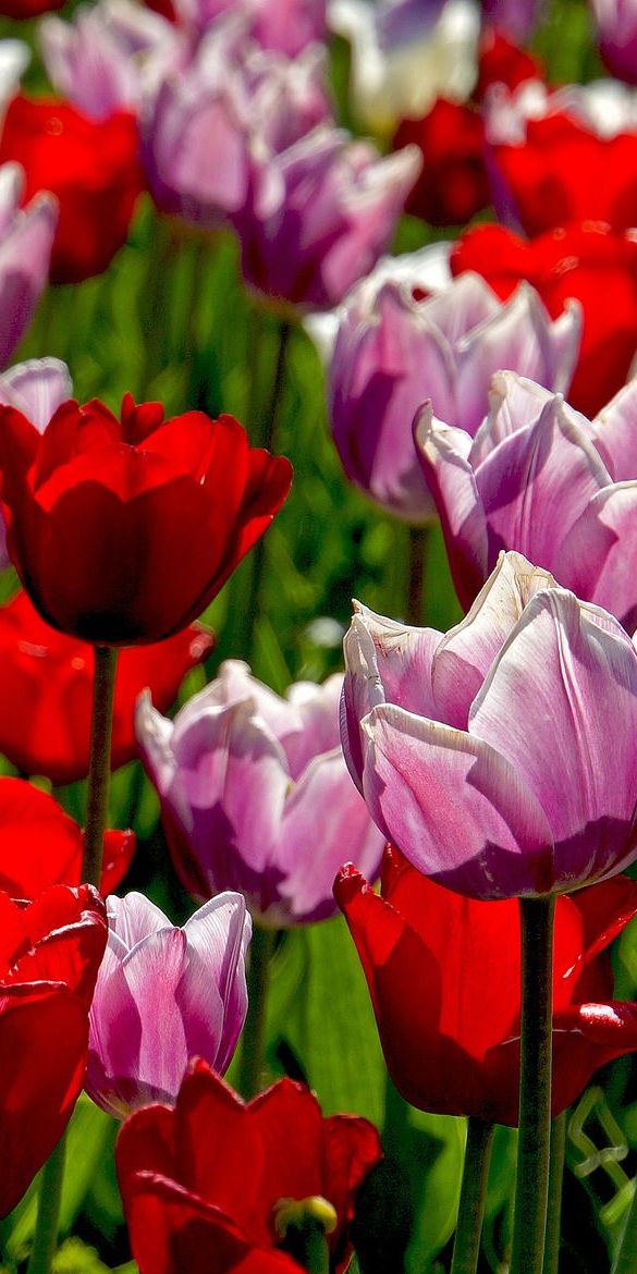 Phone wallpaper: Nature, Flowers, Summer, Flower, Earth, Tulip, Red Flower, Pink Flower free downloa
