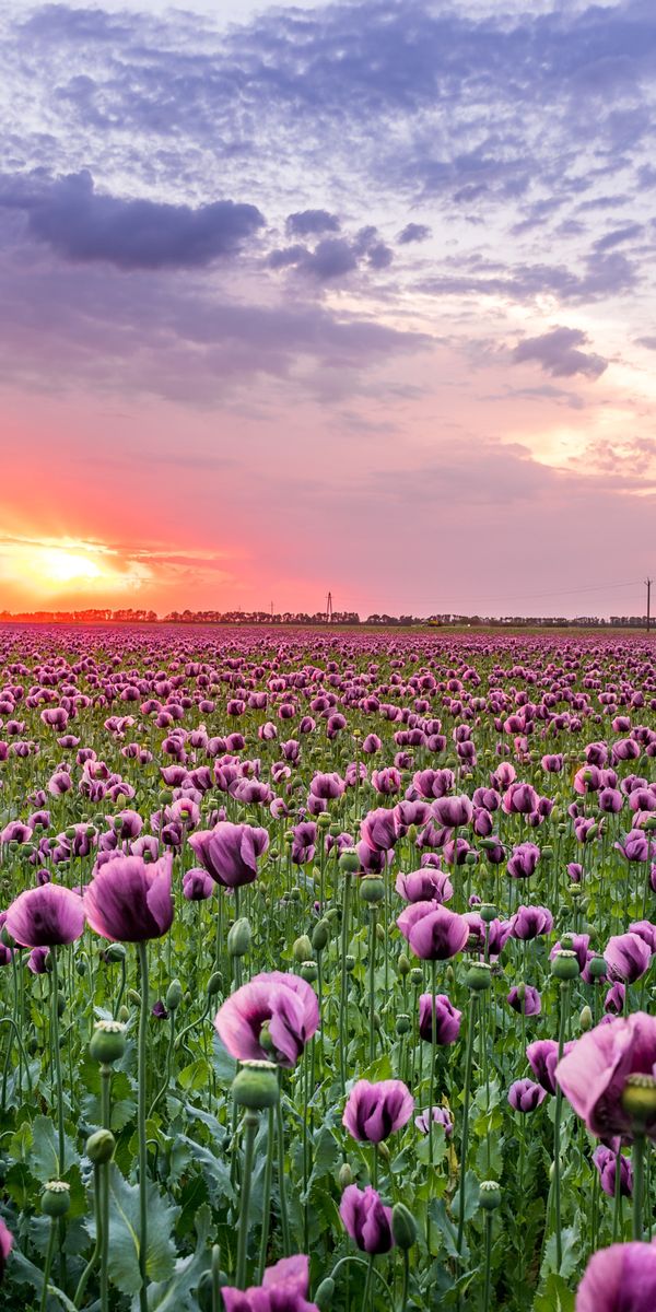 Phone wallpaper: Nature, Flowers, Sunset, Sky, Summer, Flower, Sunrise, Earth, Field, Cloud, Poppy,