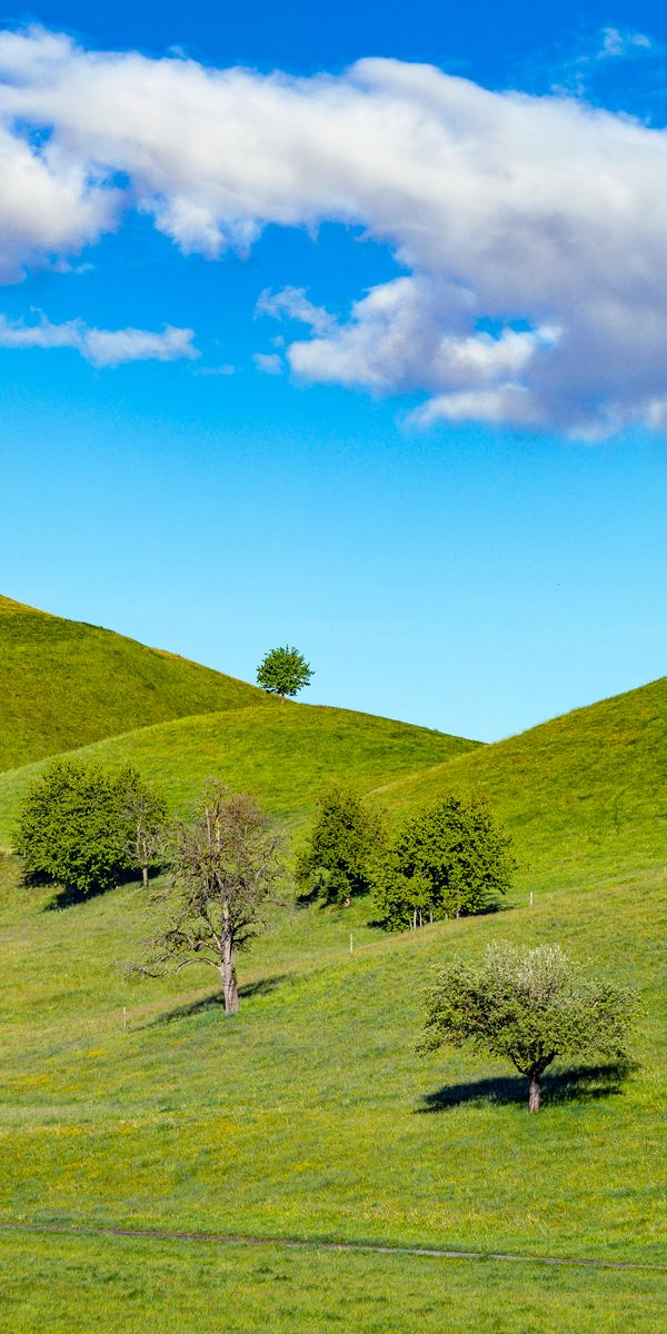 Tranquil Hillside Landscape with Lush Greenery