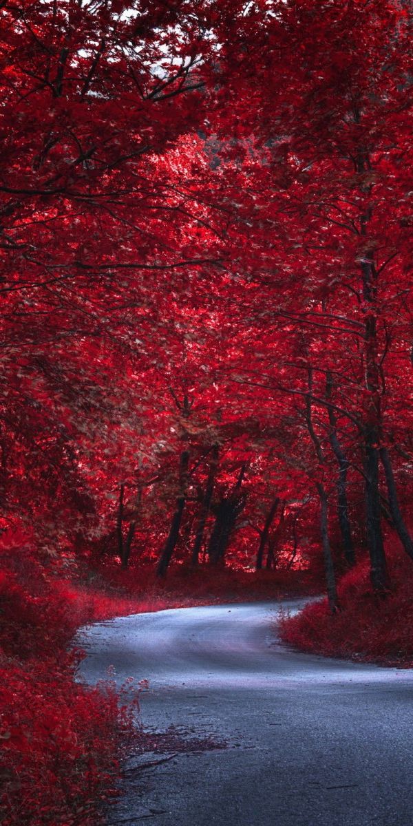 Enchanting Red Road Through Autumn Trees