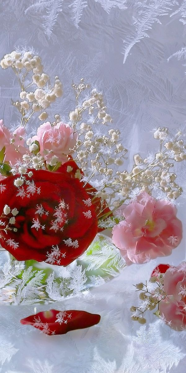 Amazing Floral Wallpaper with Red Roses and White Flowers