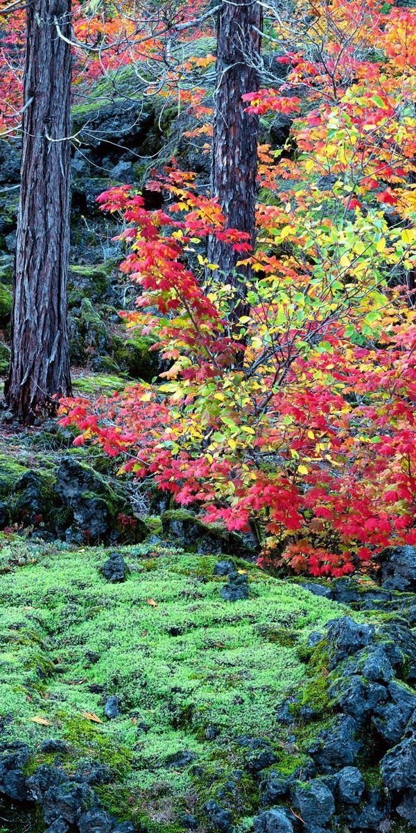 Phone wallpaper: Trees, Nature, Grass, Autumn, Leaves free download