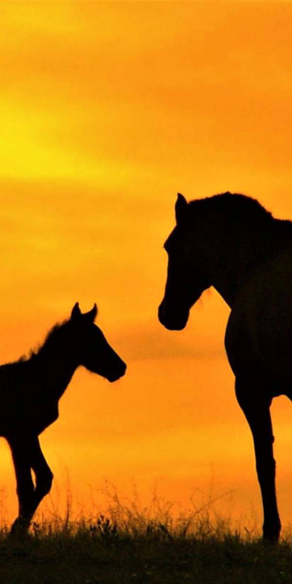 Phone wallpaper: Sunset, Silhouette, Animal, Horse, Foal, Mare free download