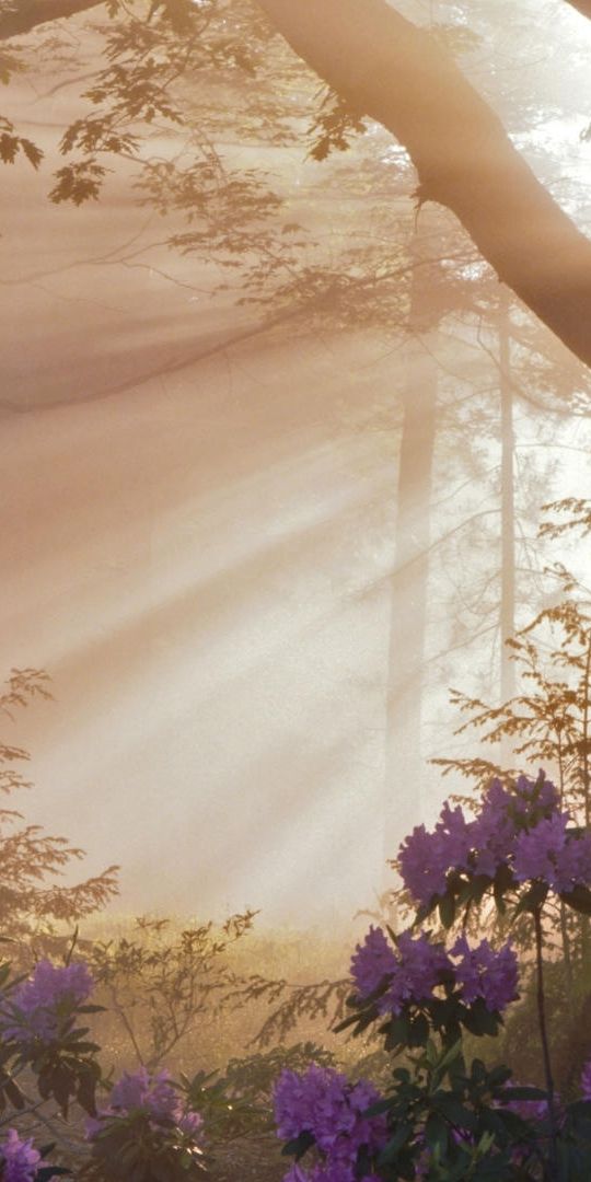 Phone wallpaper: Plants, Flowers, Trees, Sun free download