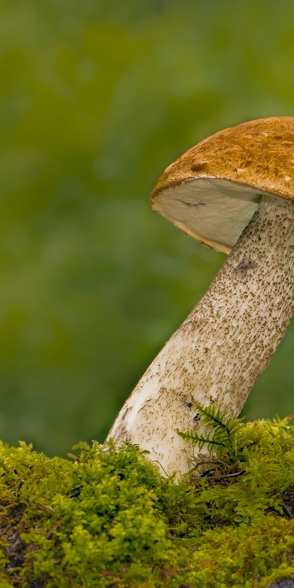 Phone wallpaper: Nature, Blur, Close Up, Earth, Mushroom, Moss free download