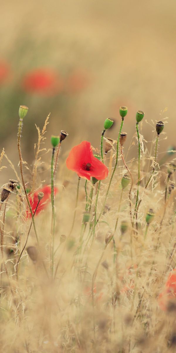 Summer Poppy Field Wallpaper for Nature Lovers