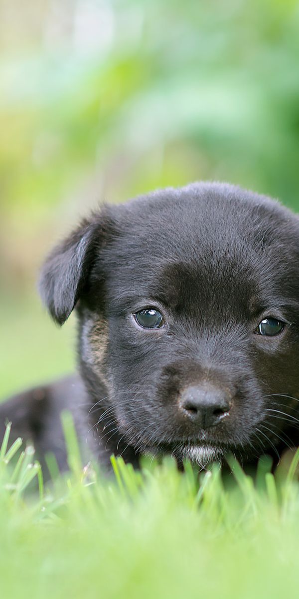 Phone wallpaper: Dogs, Grass, Dog, Blur, Animal, Puppy, Baby Animal free download