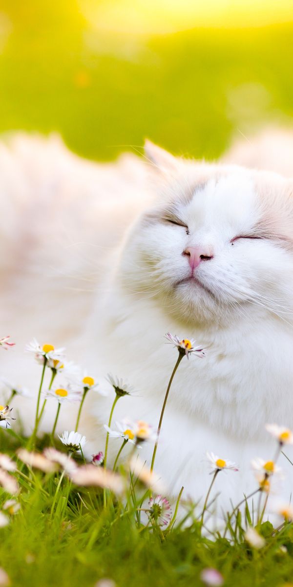 Phone wallpaper: Cats, Flower, Cat, Blur, Animal free download