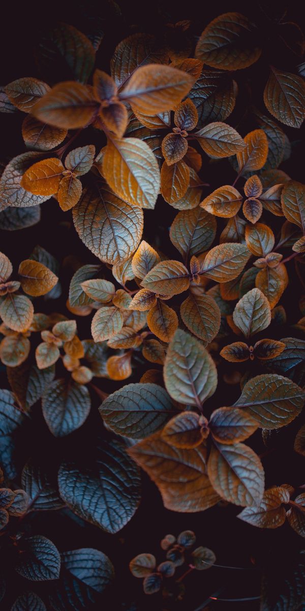 Beautiful Macro Image of Colorful Leaves Perfect for Mobile Wallpaper