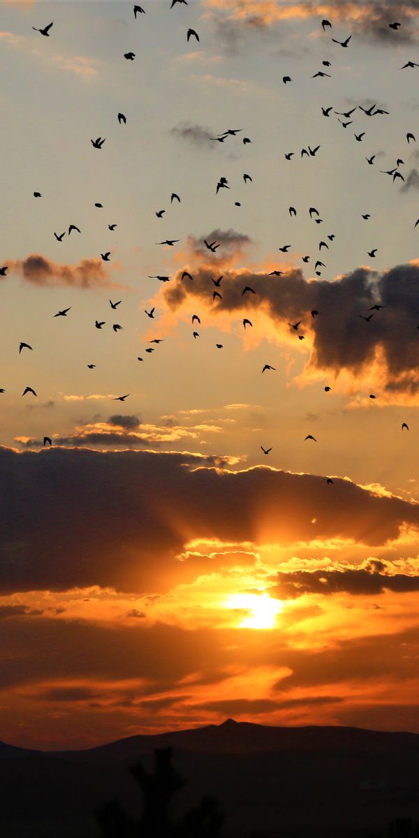Breathtaking Sunset with Birds Flying Across the Sky