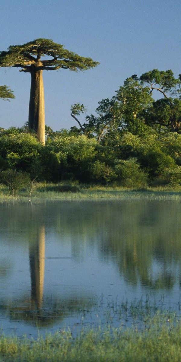 Majestic Baobab Trees Reflecting in the Water