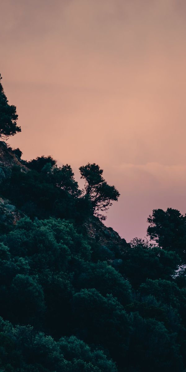 Enchanting Trees on a Slope Against a Stunning Sky
