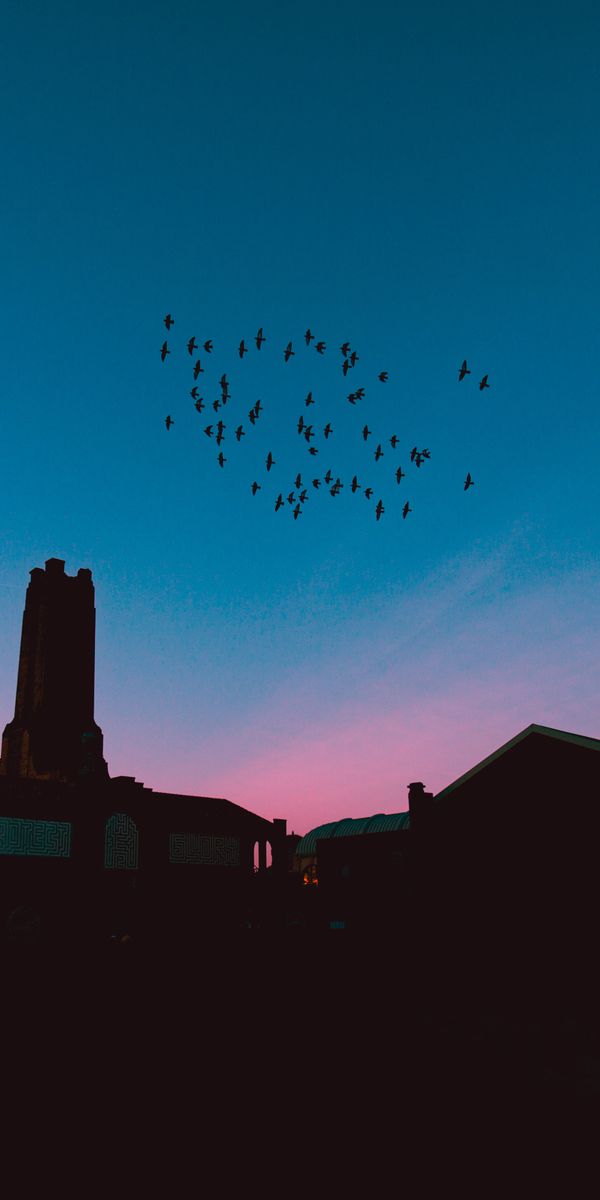 Phone wallpaper: Roofs, Flock, Roof, Nature, Night, Birds free download