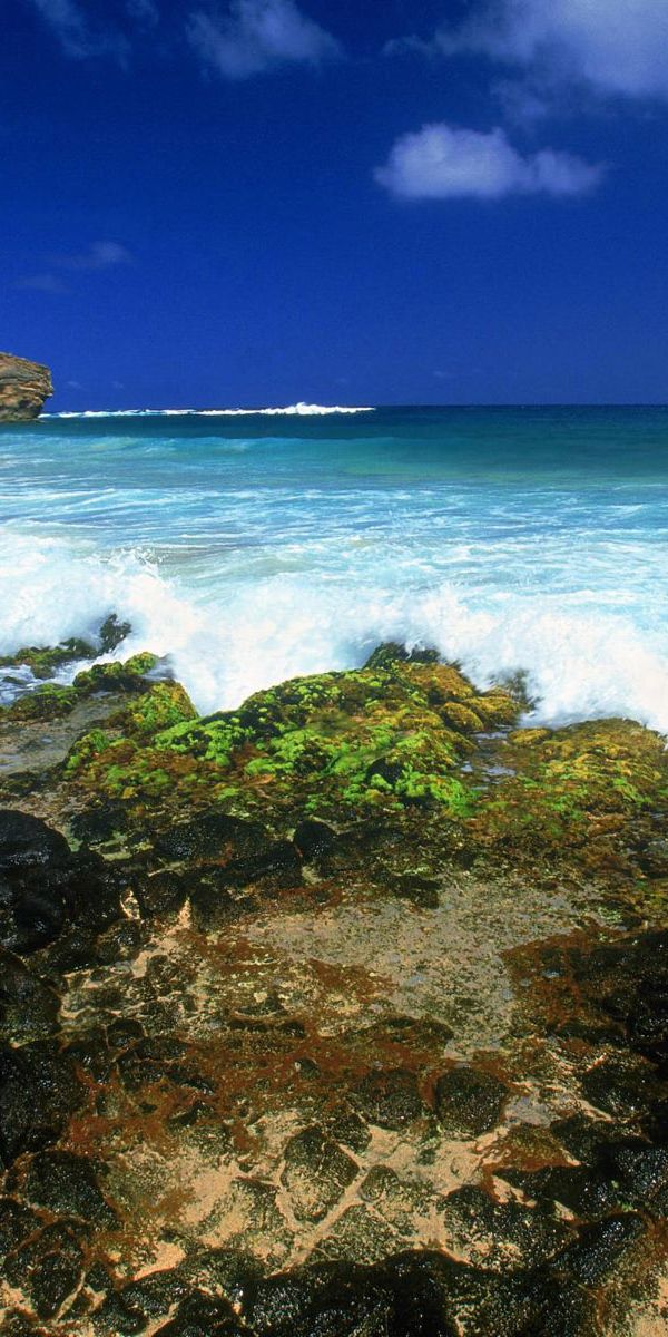 Phone wallpaper: Beach, Ocean, Earth, Algae free download
