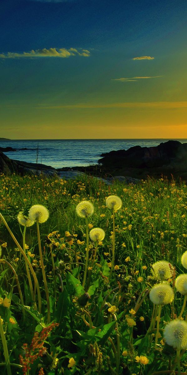 Beautiful Sunset and Dandelions in a Vibrant Flower Field