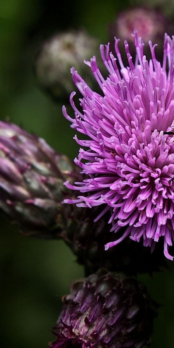 Phone wallpaper: Fly, Macro, Purple, Flowers, Flower, Earth free download