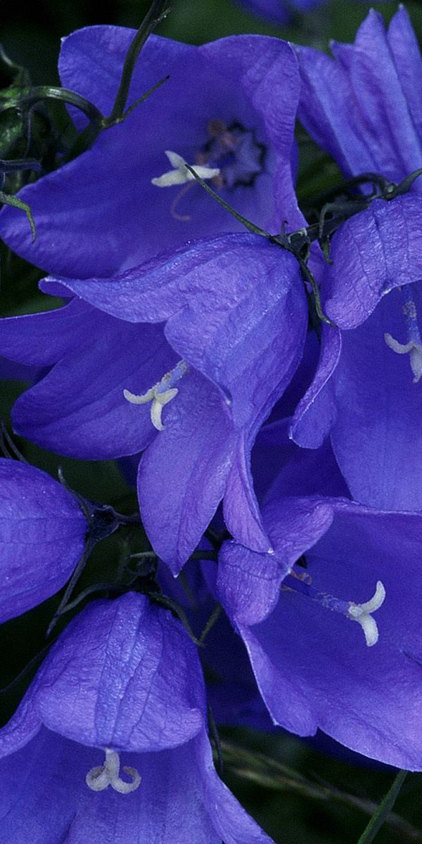 Beautiful blue flower wallpaper perfect for iPhone backgrounds