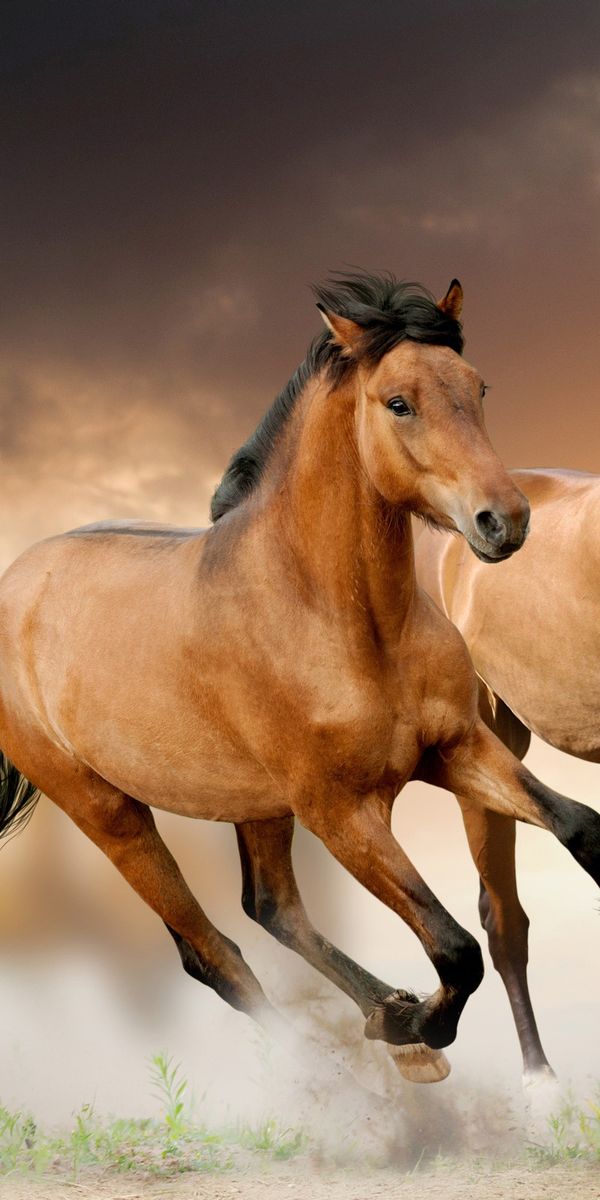 Dynamic Image of Running Horses in a Dramatic Blur