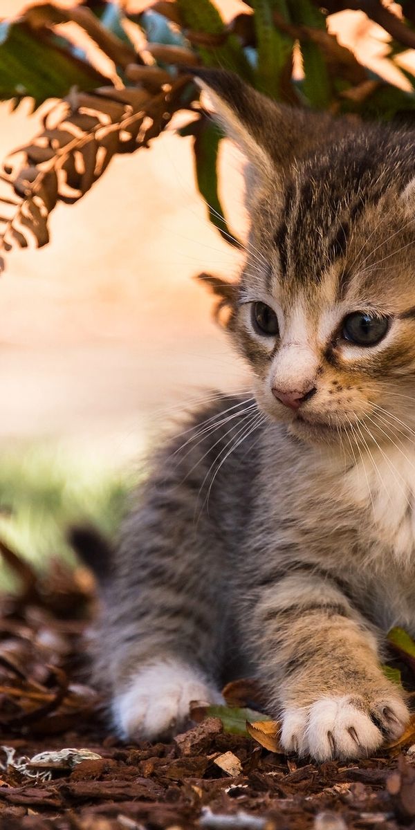 Phone wallpaper: Cats, Fern, Cat, Kitten, Blur, Animal, Cute, Baby Animal free download