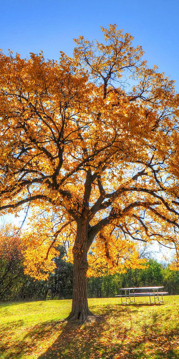 Phone wallpaper: Trees, Autumn, Shadow, Nature, Grass free download