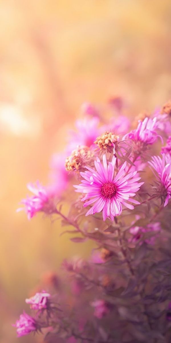 Phone wallpaper: Nature, Flowers, Flower, Blur, Earth, Pink Flower free download