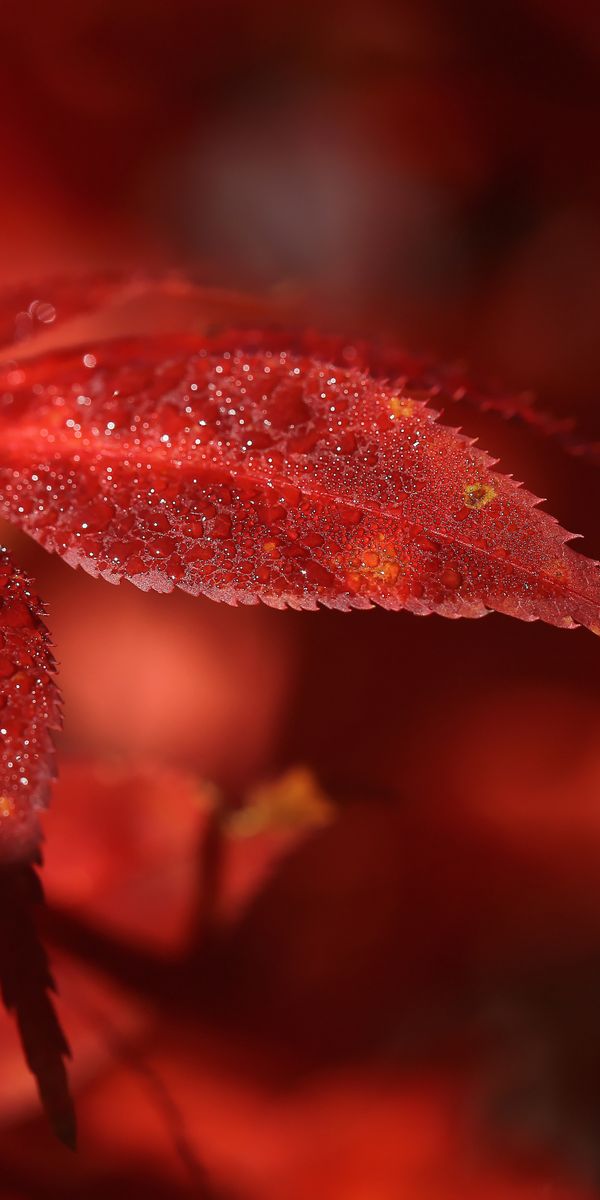 Captivating 4K iPhone Wallpaper Featuring a Macro Shot of a Red Leaf