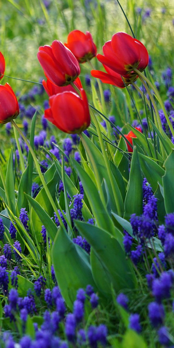 Vibrant Red Tulips Surrounded by Purple Flowers
