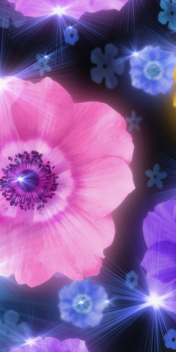 Phone wallpaper: Flowers, Violet, Background free download