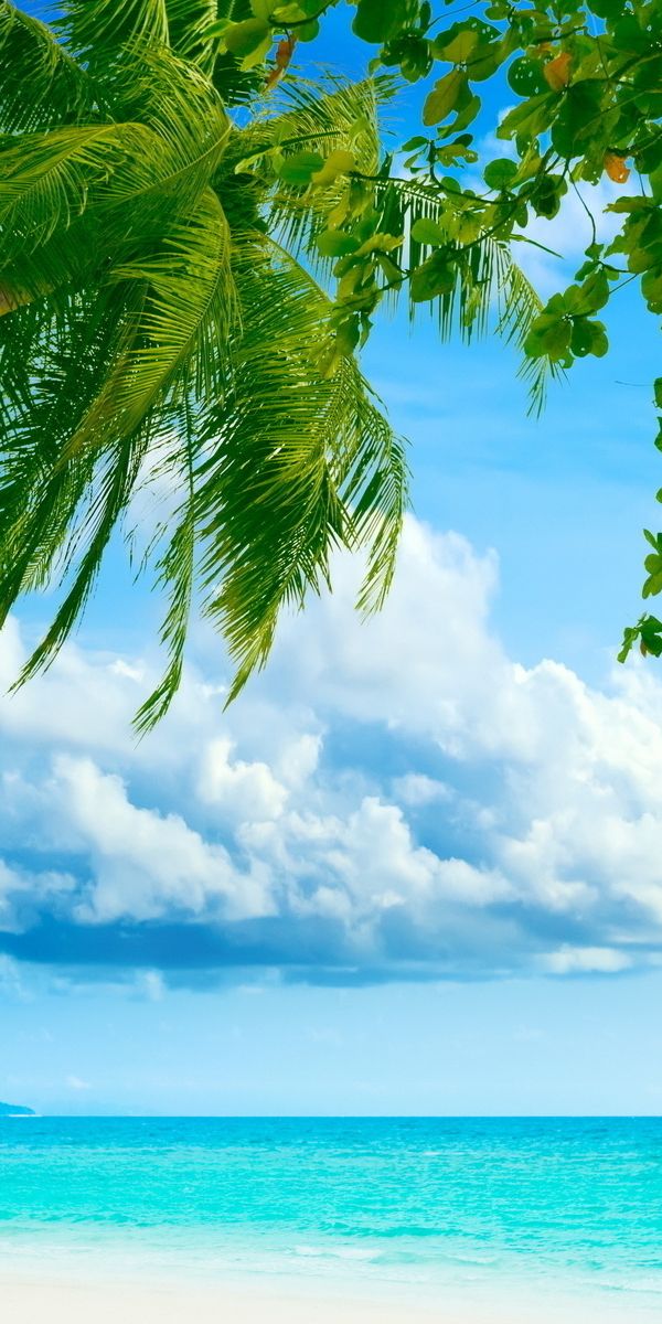 Tropical Beach Landscape with Palm Trees and Blue Sea