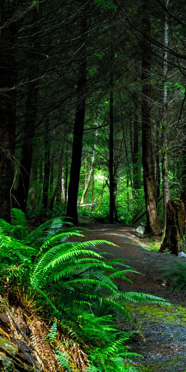 Tranquil Forest Path in Vancouver Island's Lush Nature