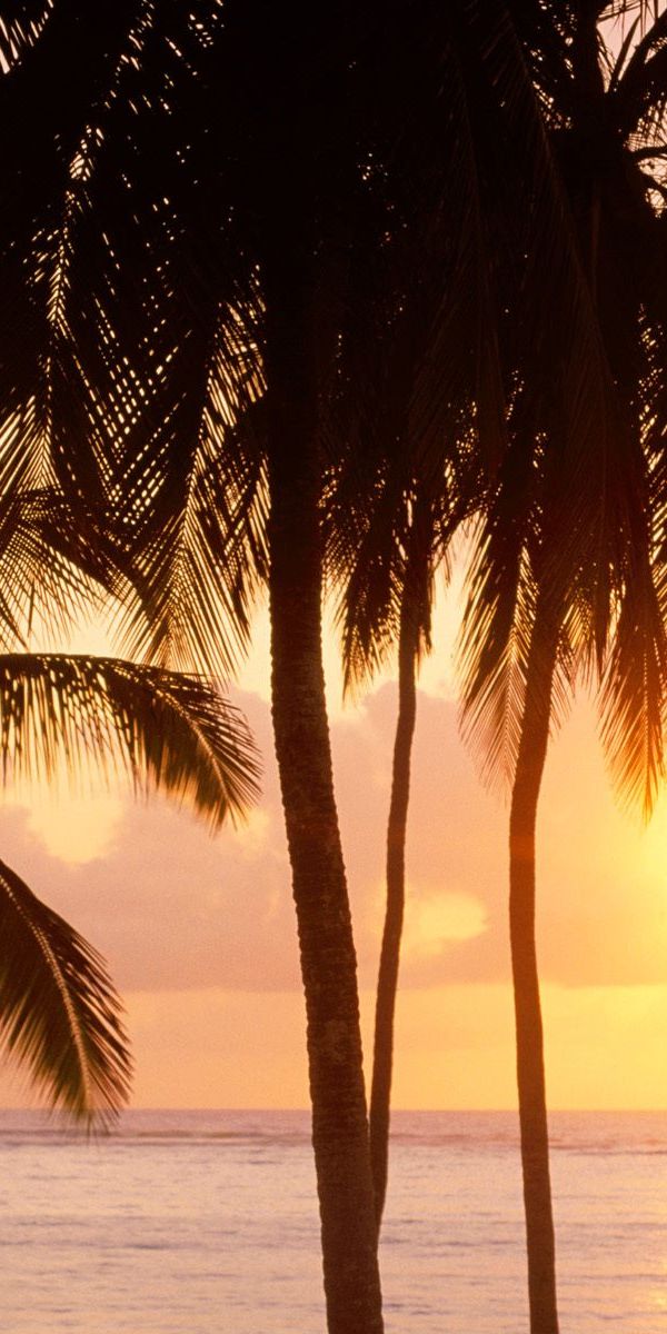 Breathtaking 4K phone wallpaper of a morning beach with palm trees and sun