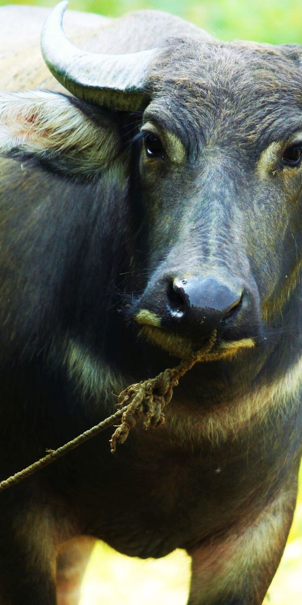 Phone wallpaper: Blur, Animal, Buffalo free download