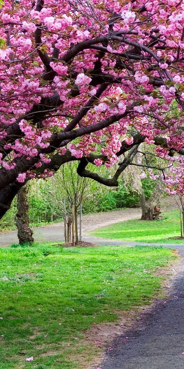 Cherry Blossom Pathway - A Serene Nature Escape