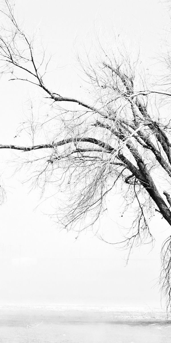 Elegant Black and White Tree Wallpaper for Your Phone