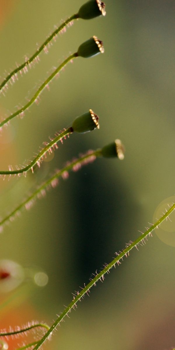 Phone wallpaper: Plants, Flowers, Poppies free download
