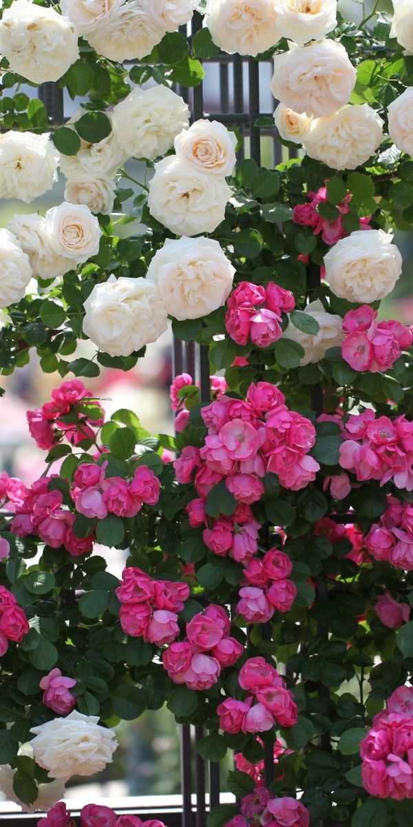Majestic Mobile Wallpaper of Roses and Flowers