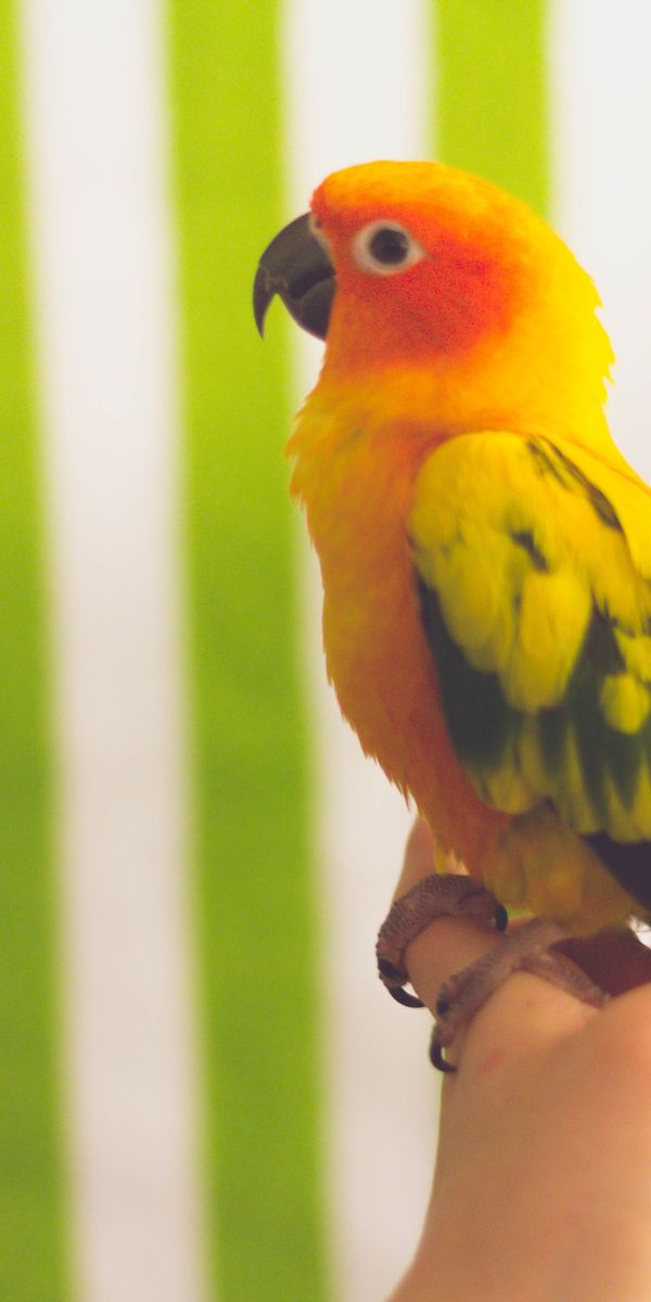 Phone wallpaper: Animals, Motley, Bird, Multicolored, Parrots free download