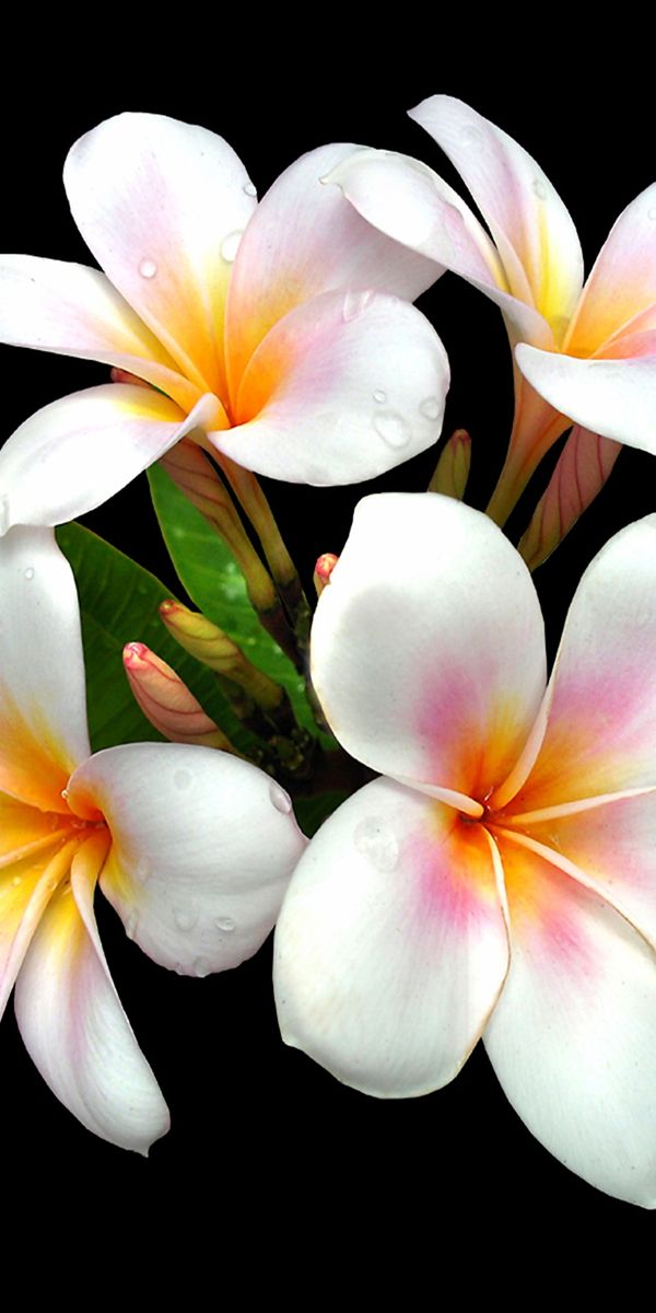 Beautiful Plumeria Flowers for Your Phone Wallpaper