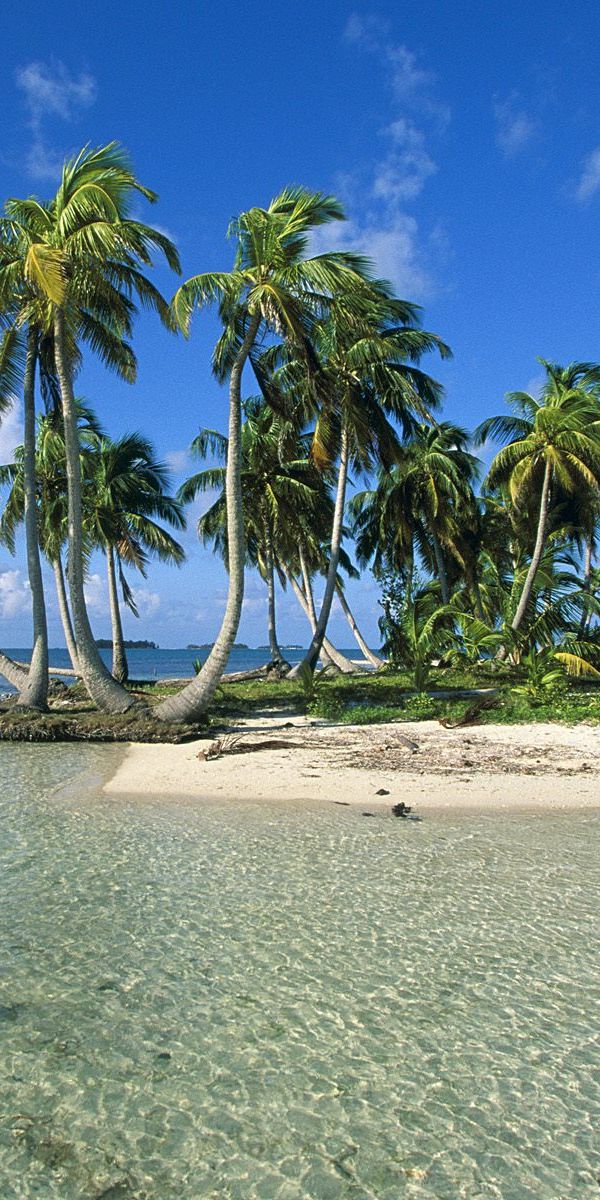 Breathtaking iPhone wallpaper featuring palm trees by the tranquil sea