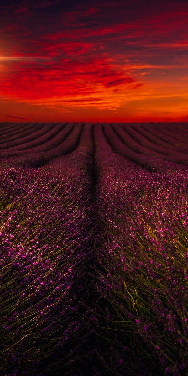 Phone wallpaper: Landscape, Field, Lavender, Photography, Purple Flower free download