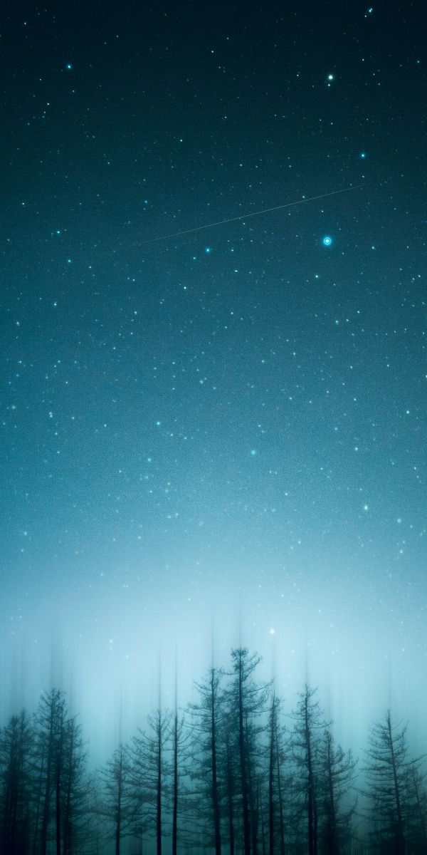 Cool Starry Night Over Pine Trees
