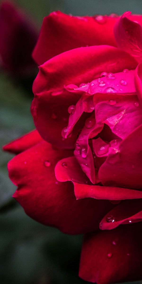 Phone wallpaper: Flowers, Flower, Rose, Earth, Water Drop free download