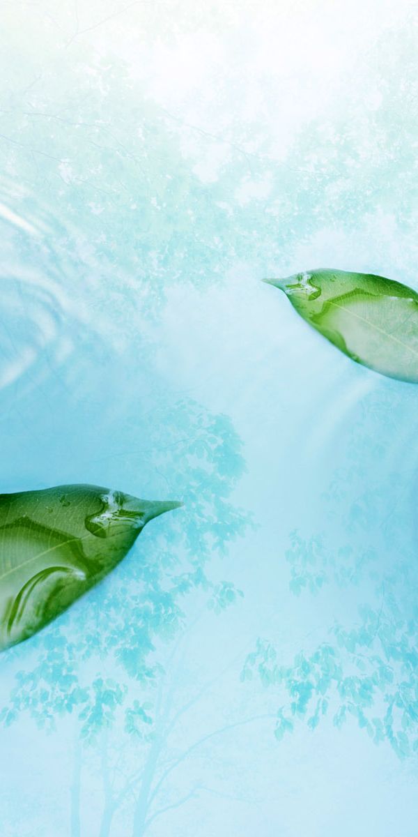 Tranquil phone wallpaper featuring water drops and green leaves in nature