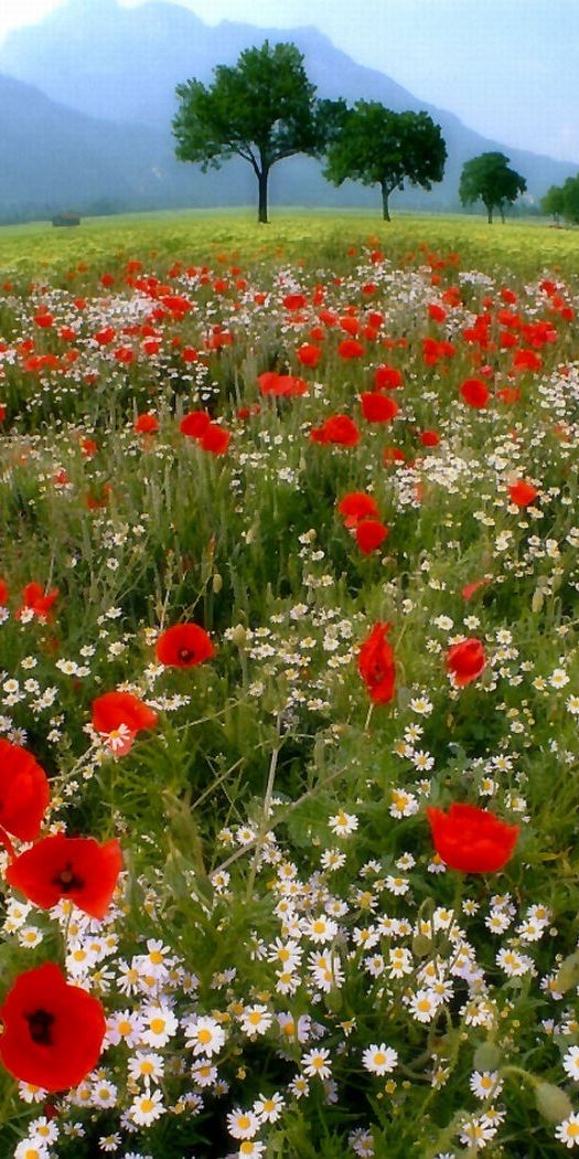 Breathtaking mobile wallpaper of a colorful flower field with trees