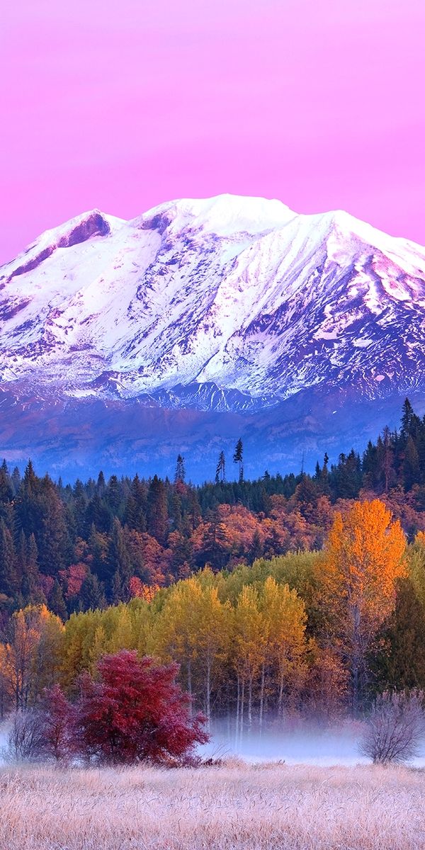 Breathtaking HD Wallpaper of Mount Adams in Washington's Fall Forest