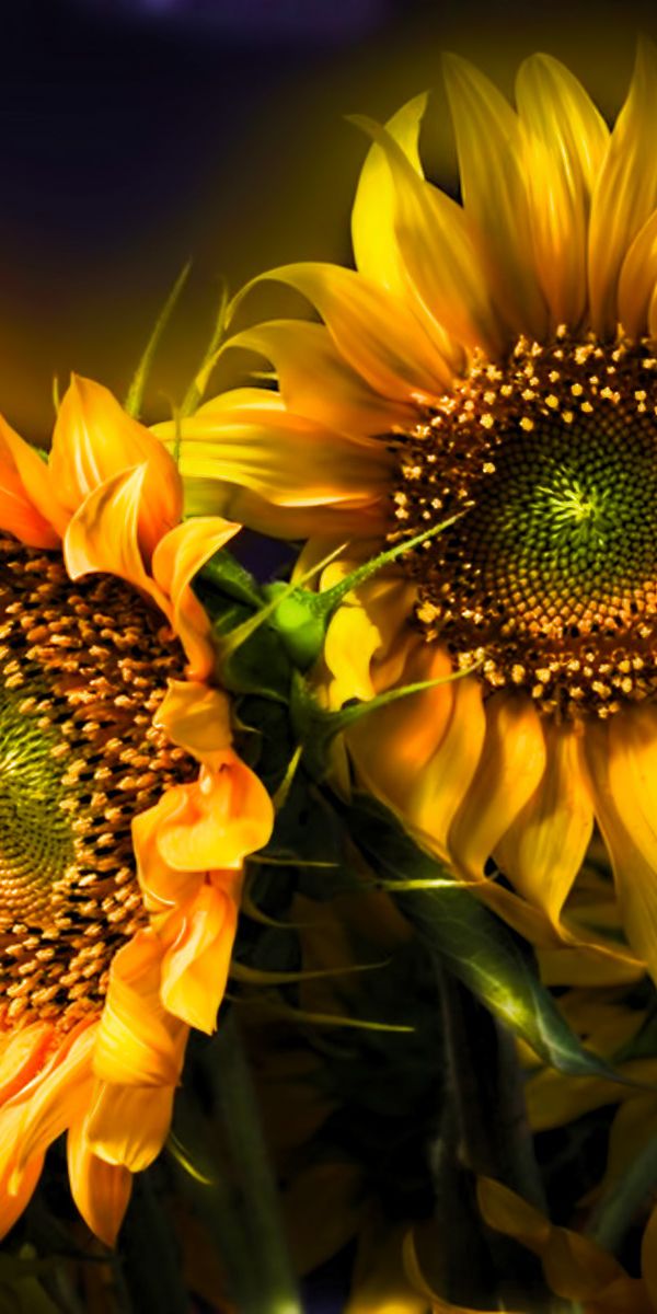 Beautiful Sunflower iPhone Wallpaper in 4K - Nature's Brightness