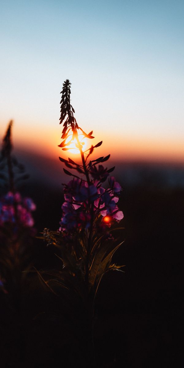 Beautiful Sunset Illuminating Twilight Flowers